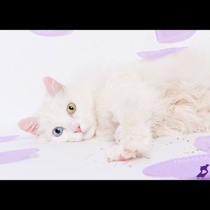 Meet your Posher, Desi